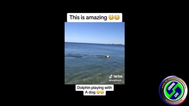 DAILY INSPIRATIONAL VIDEO (20 March 2024) - Dolphin playing with a dog