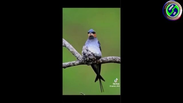 DAILY INSPIRATIONAL VIDEO (6 April 2024) - Beautiful Birds