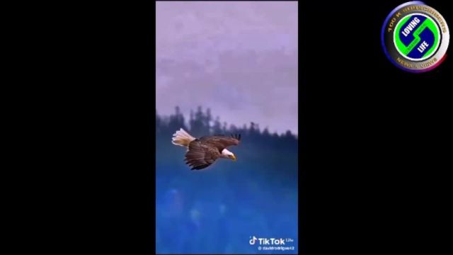 DAILY INSPIRATIONAL VIDEO (8 April 2024) - Eagles in flight
