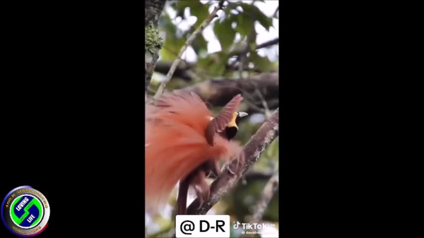 DAILY INSPIRATIONAL VIDEO -(7 May 2024) - Amazing birds