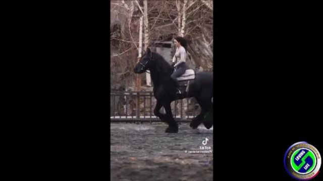 DAILY INSPIRATIONAL VIDEO (20 May 2024) - black beauty