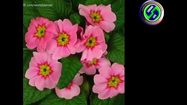 DAILY INSPIRATIONAL VIDEO (25 November 2022) - All Bill Gates money could not create one petal on a flower