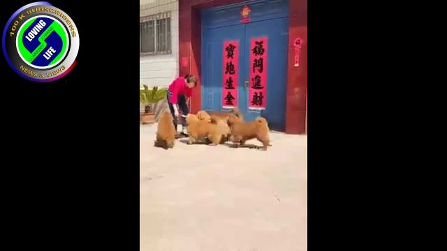 DAILY INSPIRATIONAL VIDEO (15 December 2022) - Beautiful Tibetan Mastiff Dogs