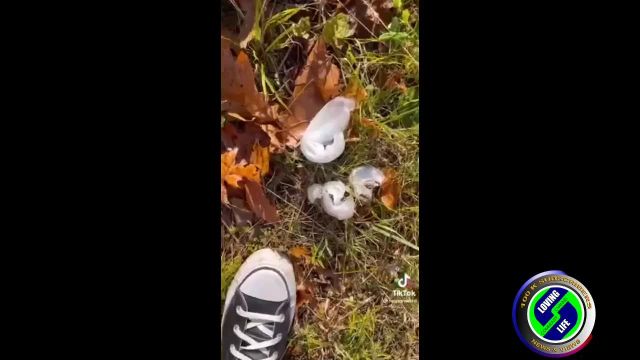 DAILY INSPIRATIONAL VIDEO (3 January 2022) - Frost flowers
