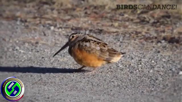 DAILY INSPIRATIONAL VIDEO (18 January 2023) - Birds Can Dance
