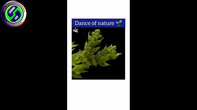 DAILY INSPIRATIONAL VIDEO (31 January 2023) - Dance of nature