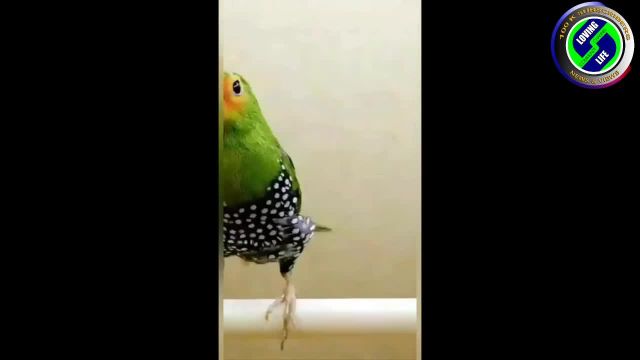 DAILY INSPIRATIONAL VIDEO (2 February 2023) - Beautiful Birds