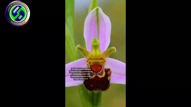 DAILY INSPIRATIONAL VIDEO (8 February 2023): God's amazing nature