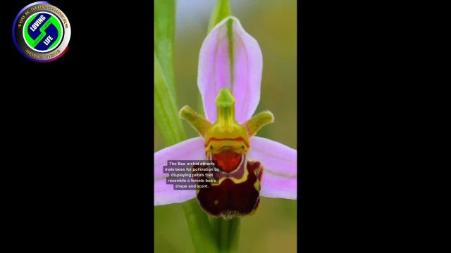DAILY INSPIRATIONAL VIDEO (8 February 2023): God's amazing nature