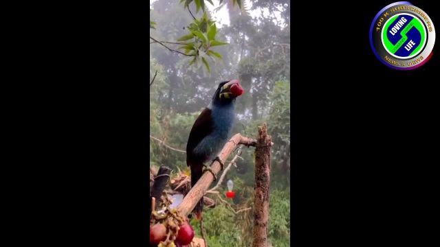 DAILY INSPIRATIONAL VIDEO (3 March 2023) - Beautiful Birds