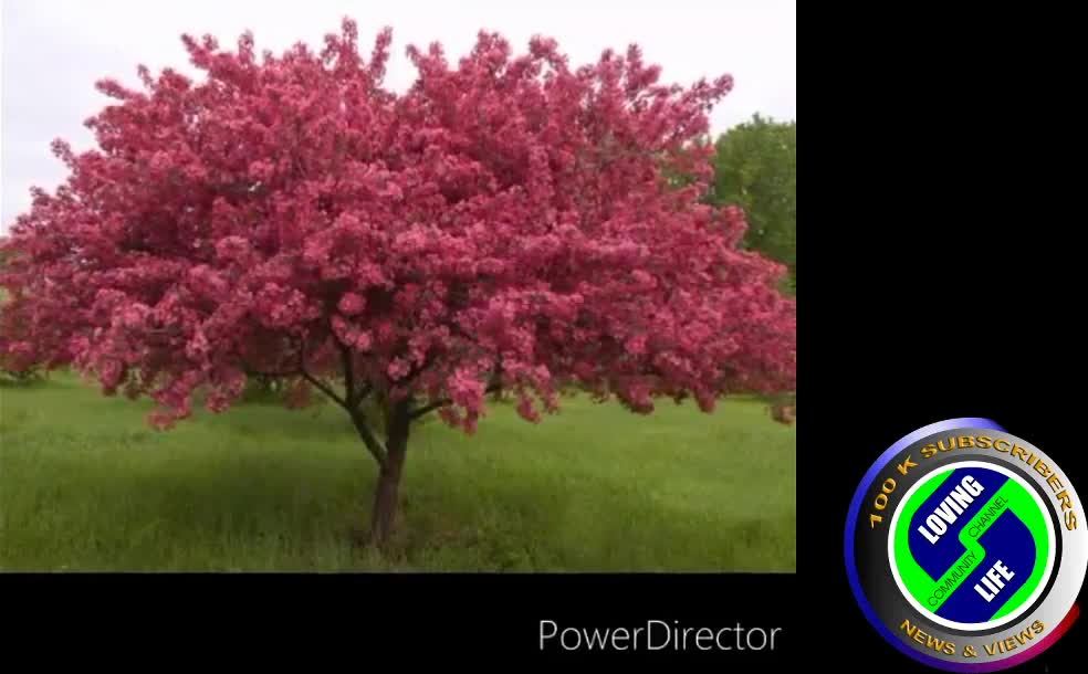 DAILY INSPIRATIONAL VIDEO (25 March 2023) - What trees teach us - In Afrikaans