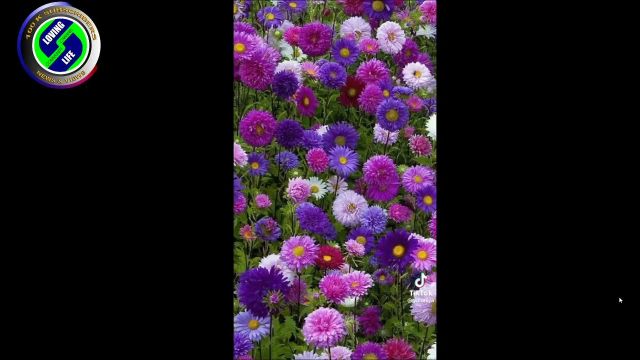 DAILY INSPIRATIONAL VIDEO (15 April 2023) - God's floral splendour