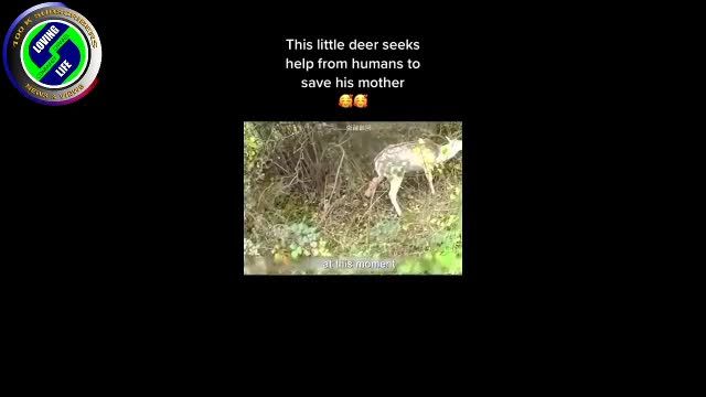 DAILY INSPIRATIONAL VIDEO (22 May 2023) - the little deer