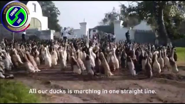 DAILY INSPIRATIONAL VIDEO (17 June 2023) - Duck story