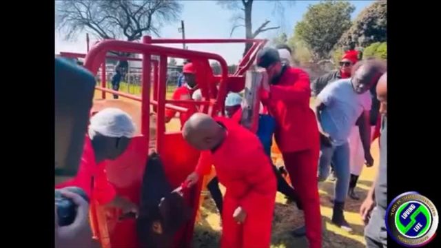 Julius Malema of the EFF demonstrates just what a sick man he is trying to kill a trapped cow with a small knife