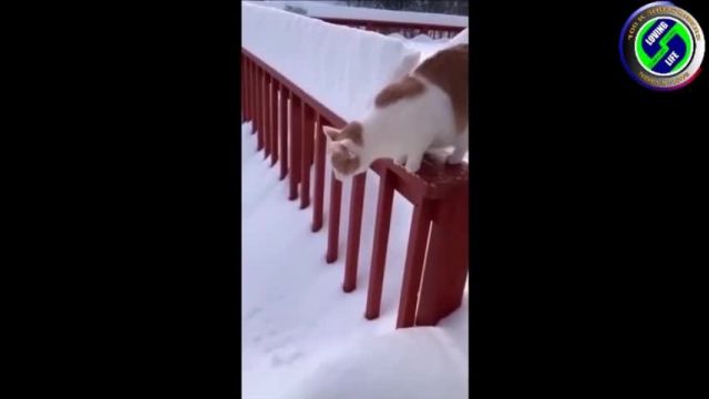 DAILY INSPIRATIONAL VIDEO (20 July 2023) - cats and snow