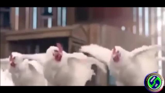DAILY INSPIRATIONAL VIDEO (27 JULY 2023) - Chooks can dance