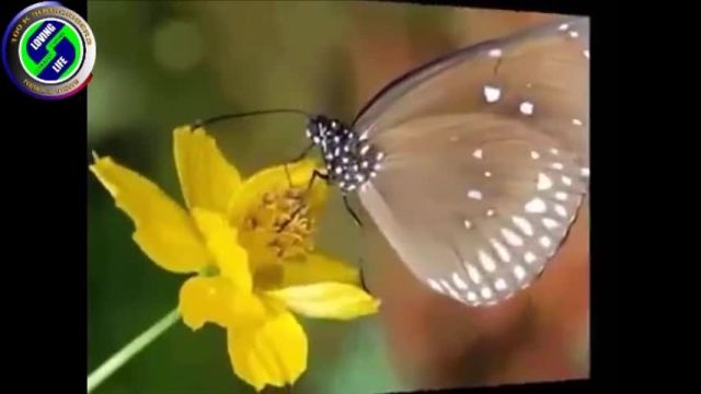 DAILY INSPIRATIONAL VIDEO (25 August 2023) - Butterflies