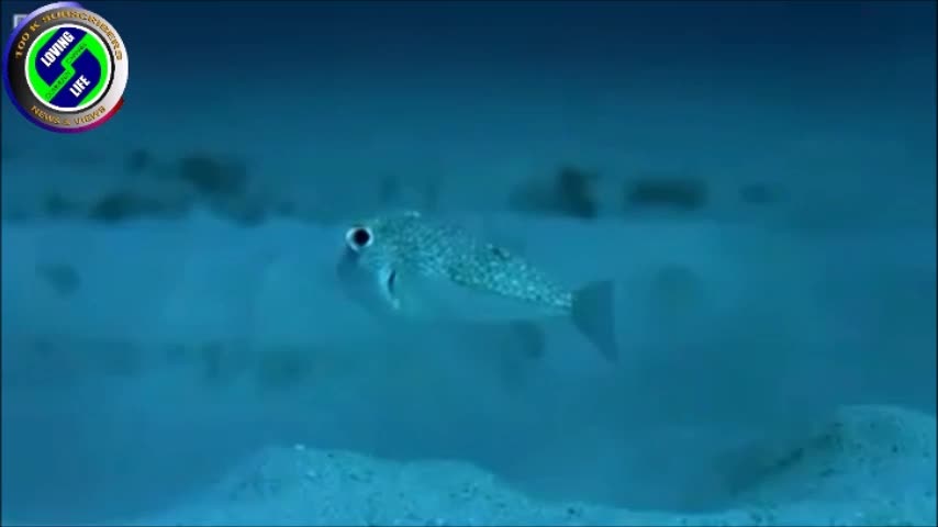 DAILY INSPIRATIONAL VIDEO (20 September 2023) - The amazing puffer fish