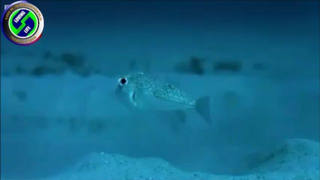 DAILY INSPIRATIONAL VIDEO (20 September 2023) - The amazing puffer fish