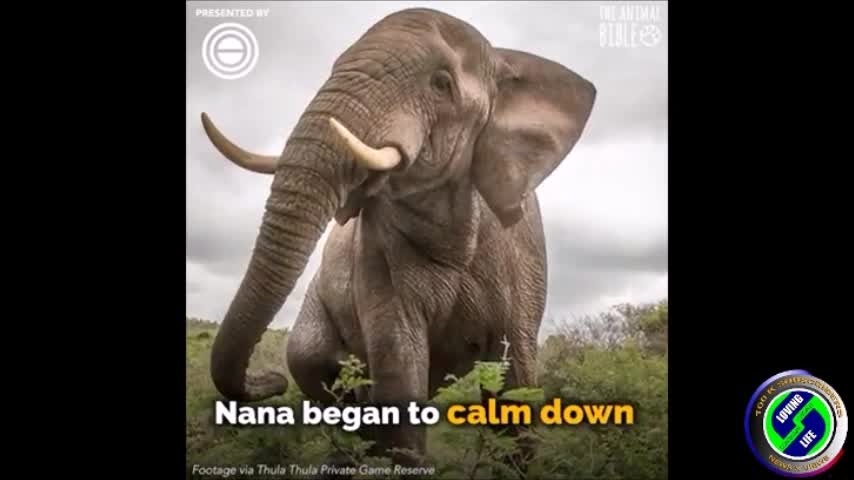 DAILY INSPIRATIONAL VIDEO (25 September 2023) - The elephant whisperer