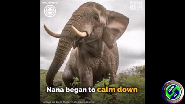 DAILY INSPIRATIONAL VIDEO (25 September 2023) - The elephant whisperer