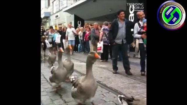 DAILY INSPIRATIONAL VIDEO (8 December 2023) - The duck parade